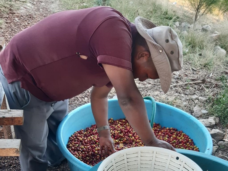 グアテマラ Co-NECT PROJECT サンマルコス エル・フエルト農園